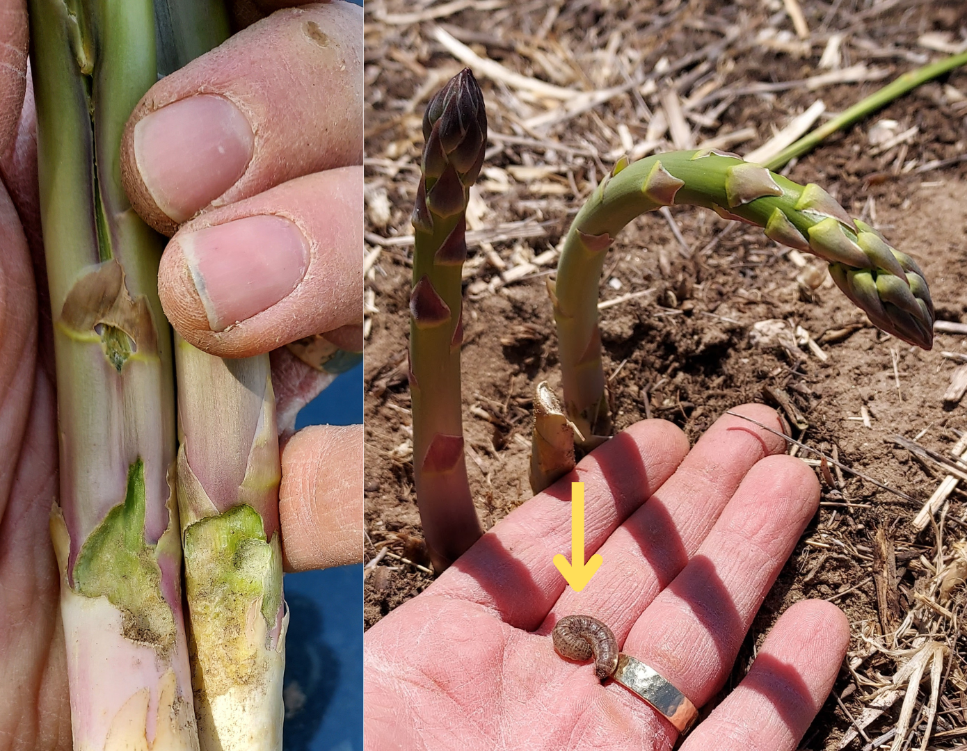 Cutworm feeding on asparagus.